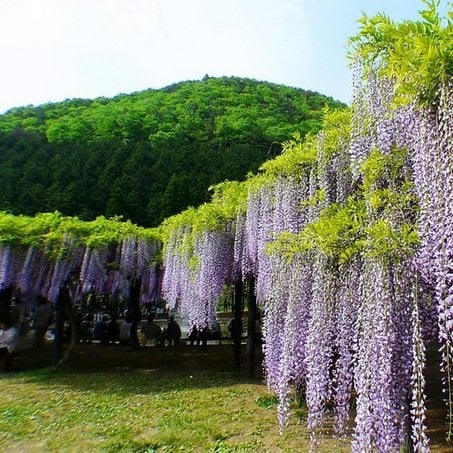 Wisteria Sinensis Mor Salkım Ağacı